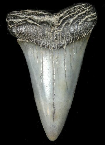 Fossil Mako Shark Tooth - #45957